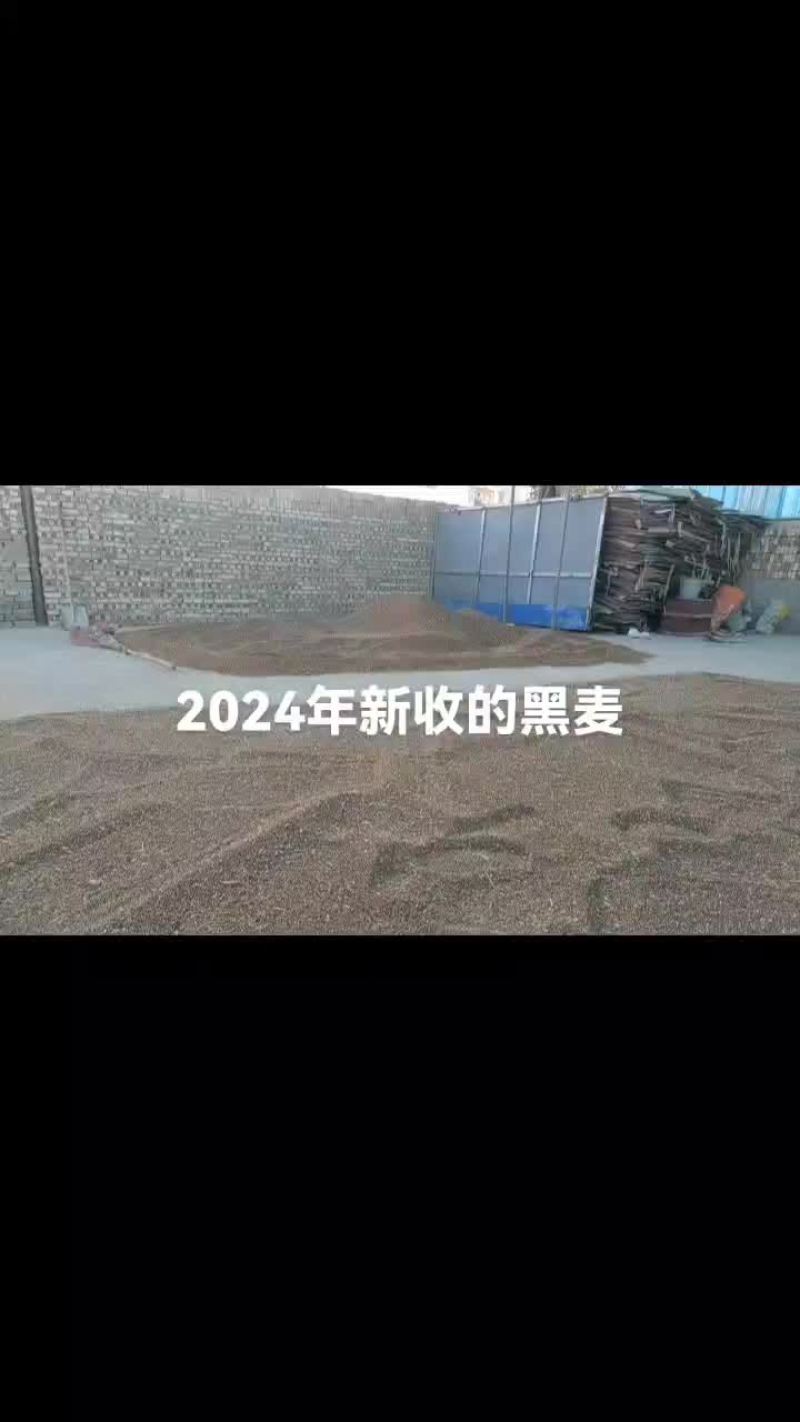 黑小麦