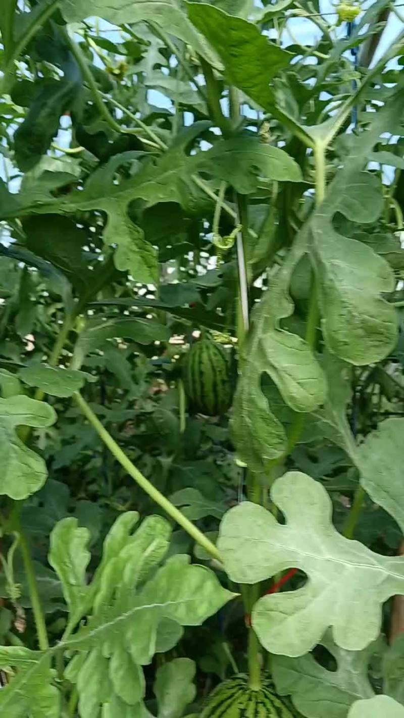 本地吊西瓜，