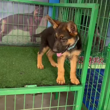 大骨架德牧幼犬