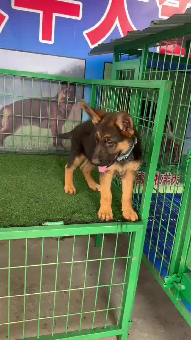 大骨架德牧幼犬
