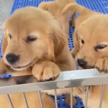 精品金毛幼犬