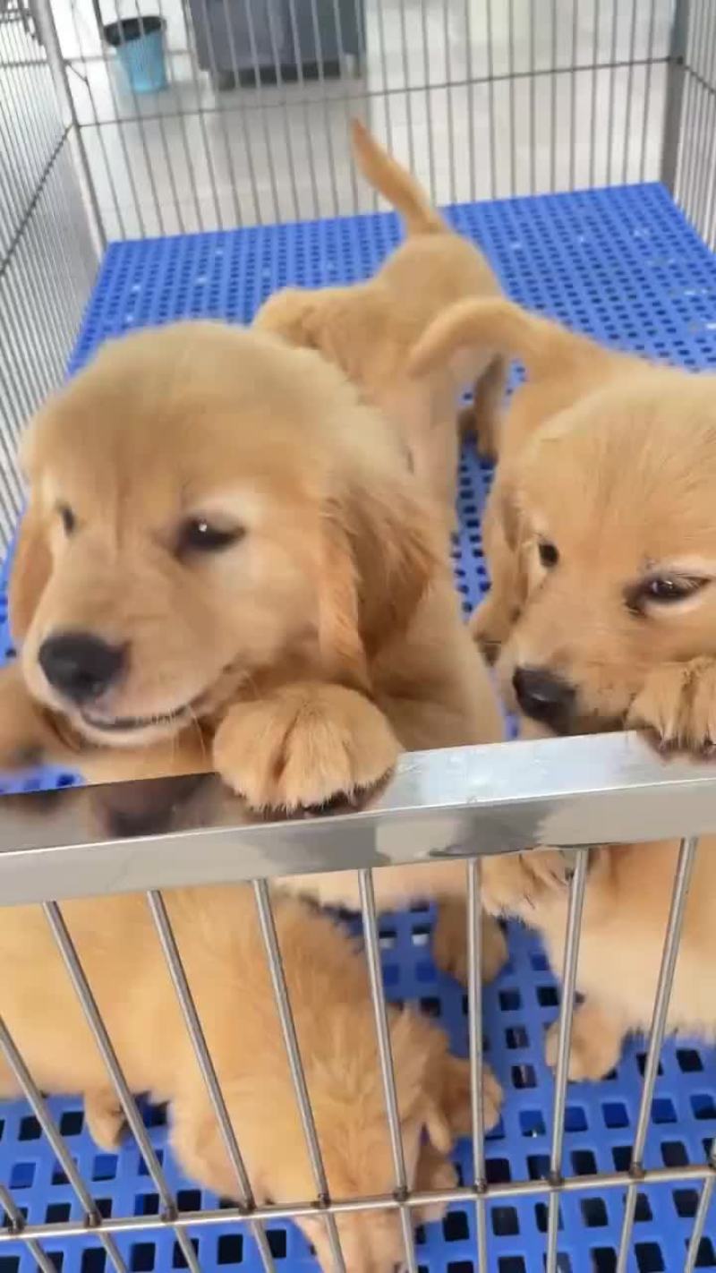 精品金毛幼犬