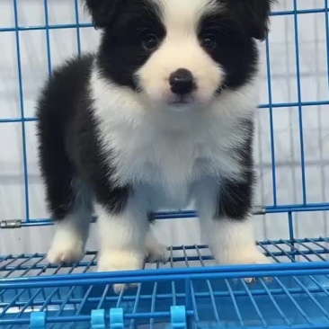 精品边牧幼犬黑白