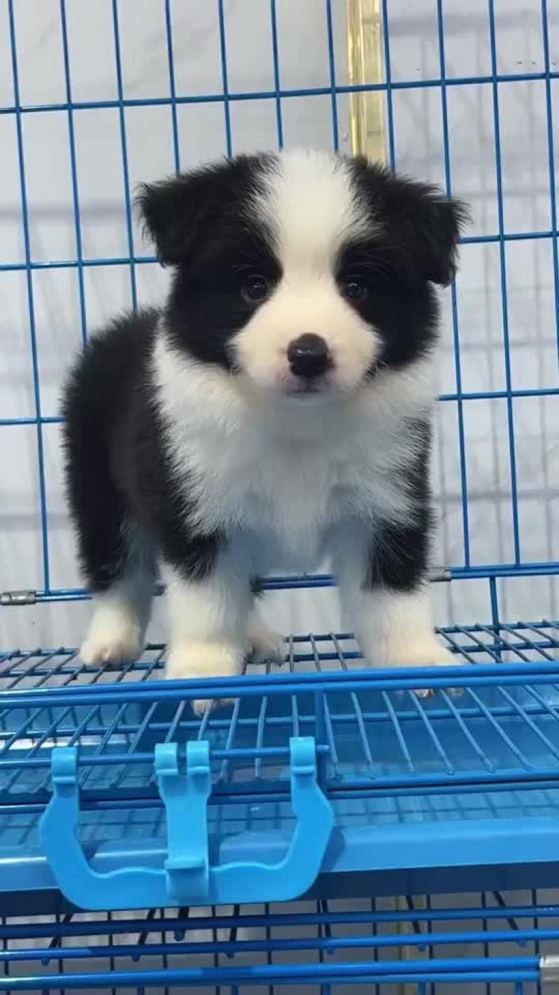 精品边牧幼犬黑白