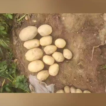 通许土豆黄心土豆沃土五号一手货源保质保量发往全
