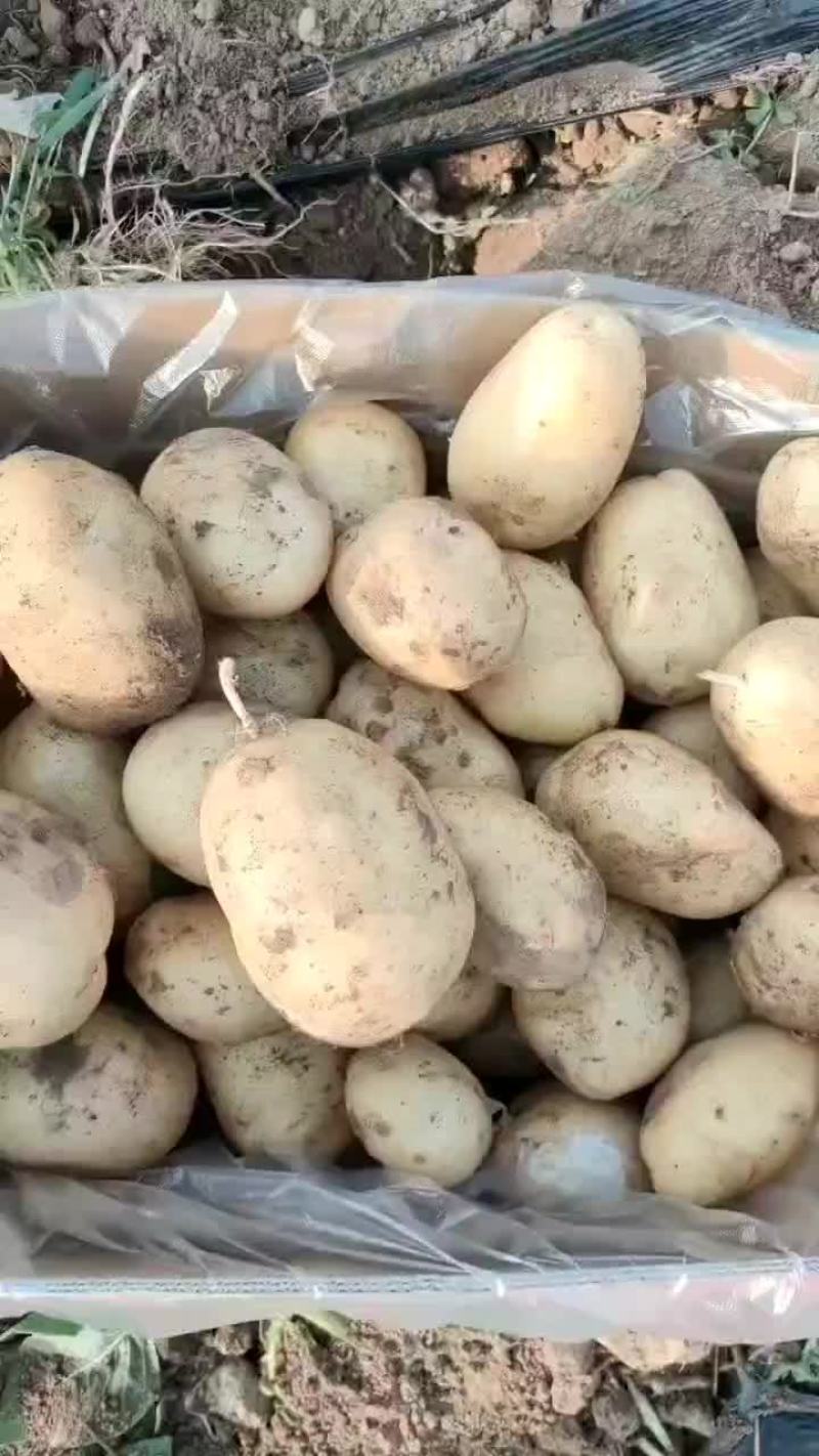 通许土豆黄心土豆沃土五号一手货源保质保量发往全