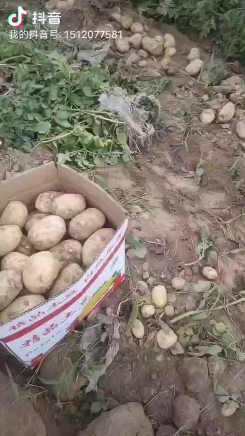 通许土豆黄心土豆沃土五号一手货源保质保量发往全