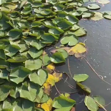 地栽睡莲苗