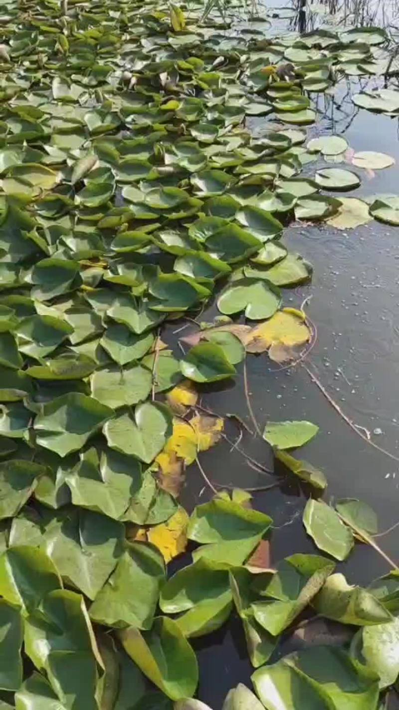 地栽睡莲苗