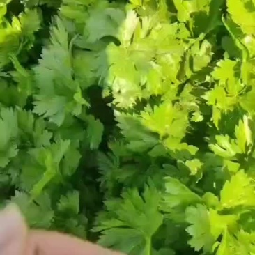 芹菜