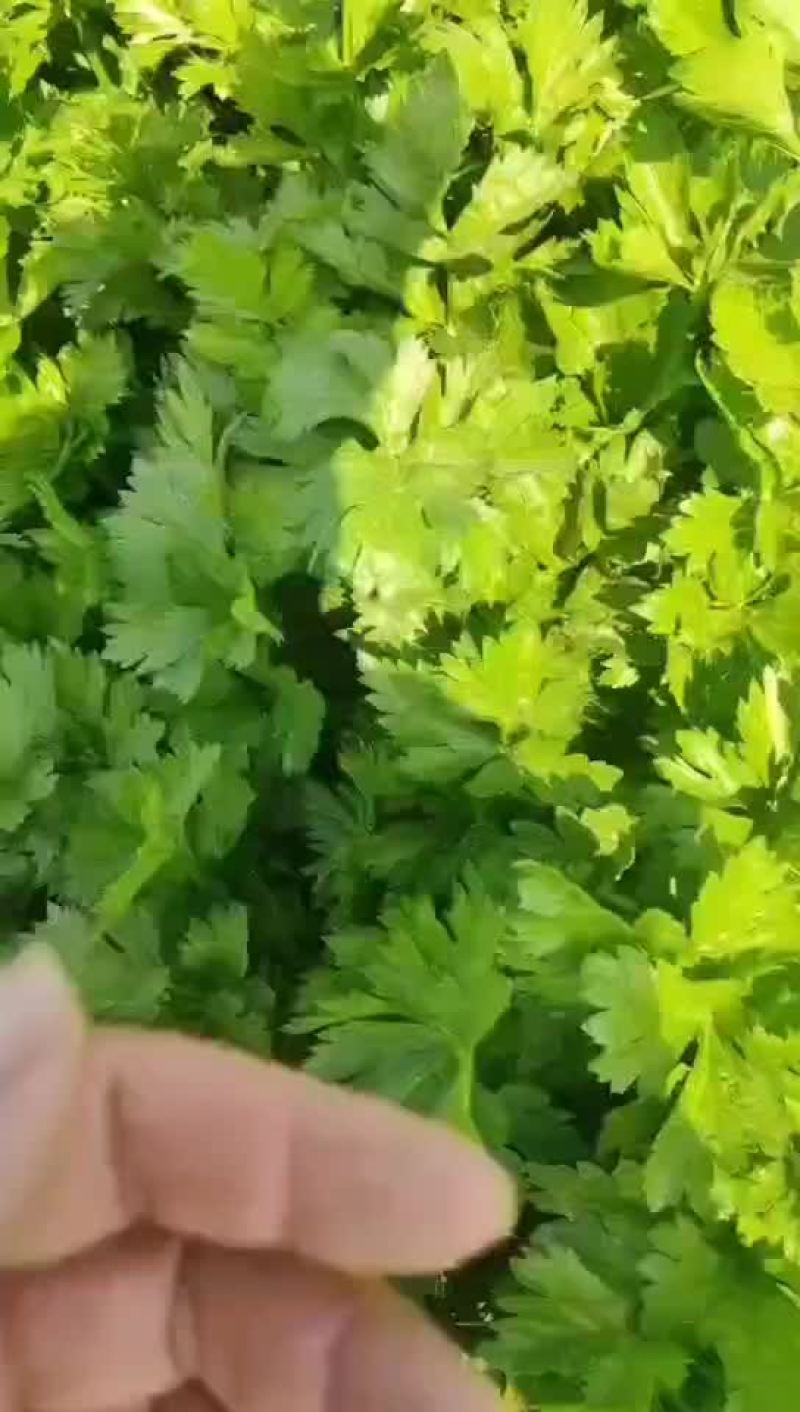 芹菜