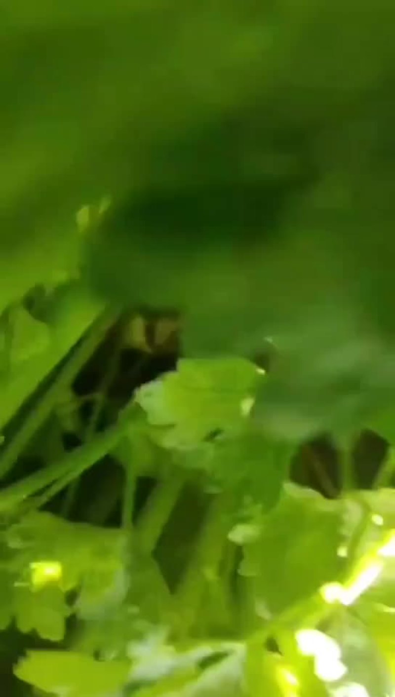 芹菜