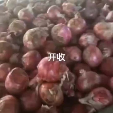洋葱