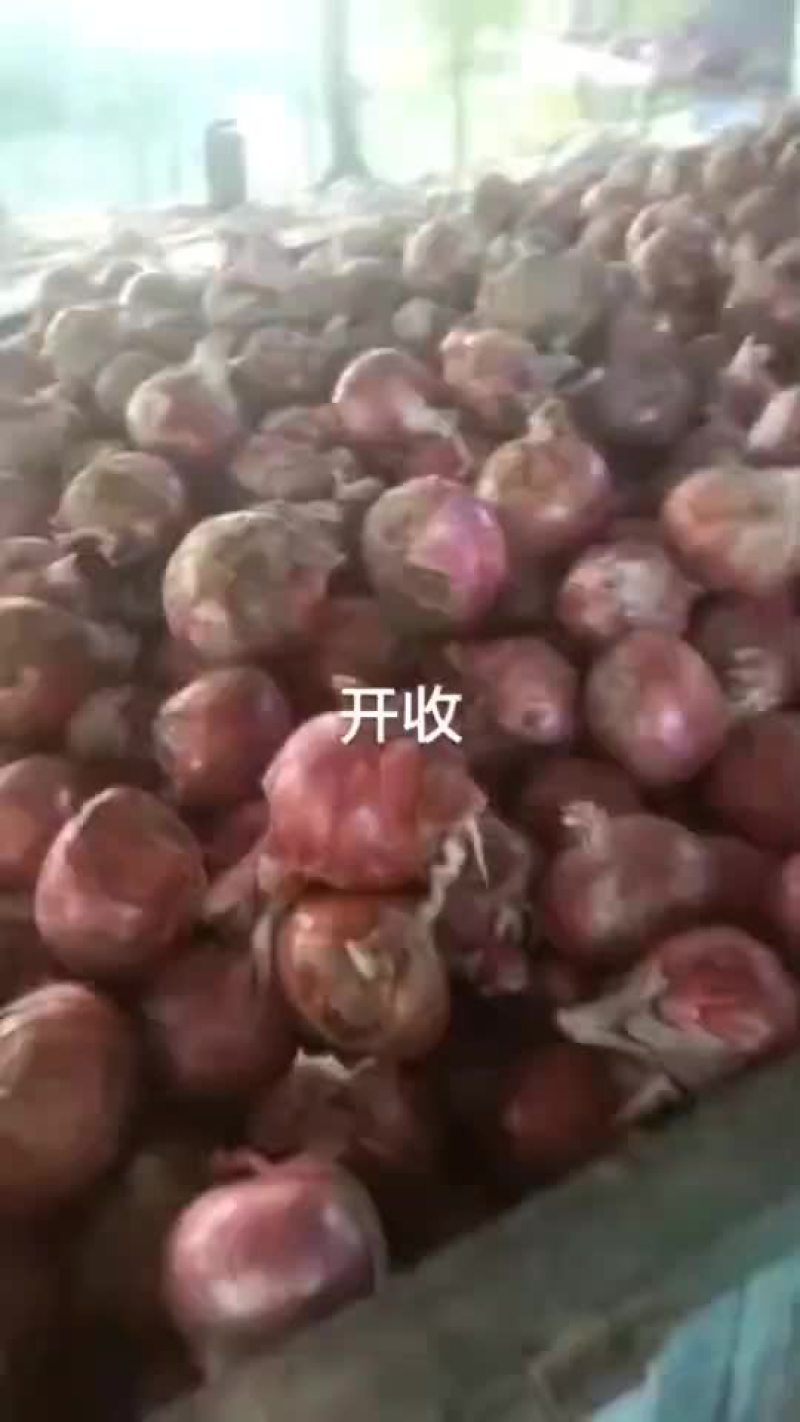 洋葱