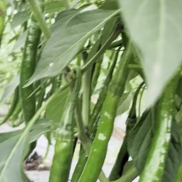 二荆条青辣椒