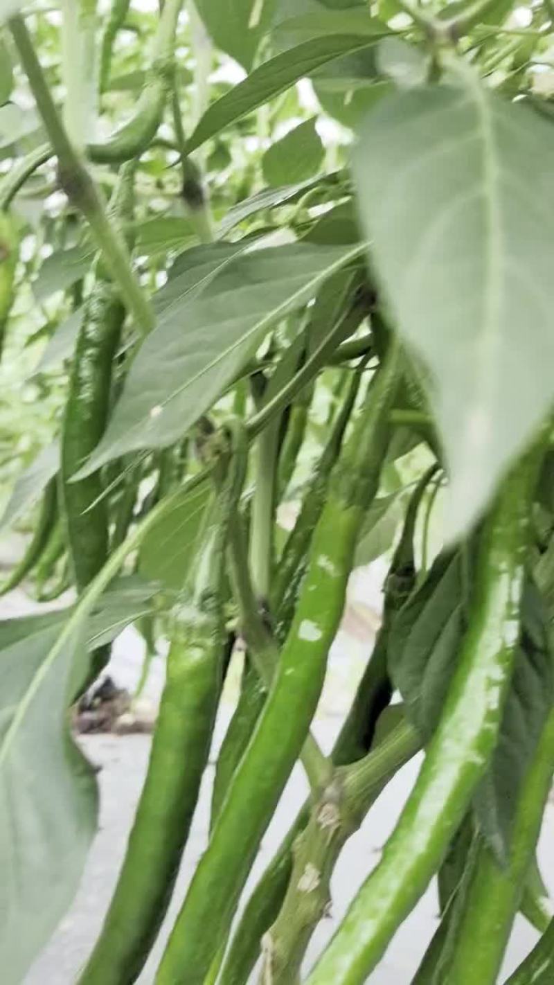 二荆条青辣椒