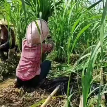 风雨过后，我家玻璃脆白玉甘蔗可以包第一道了，邀您共同见证