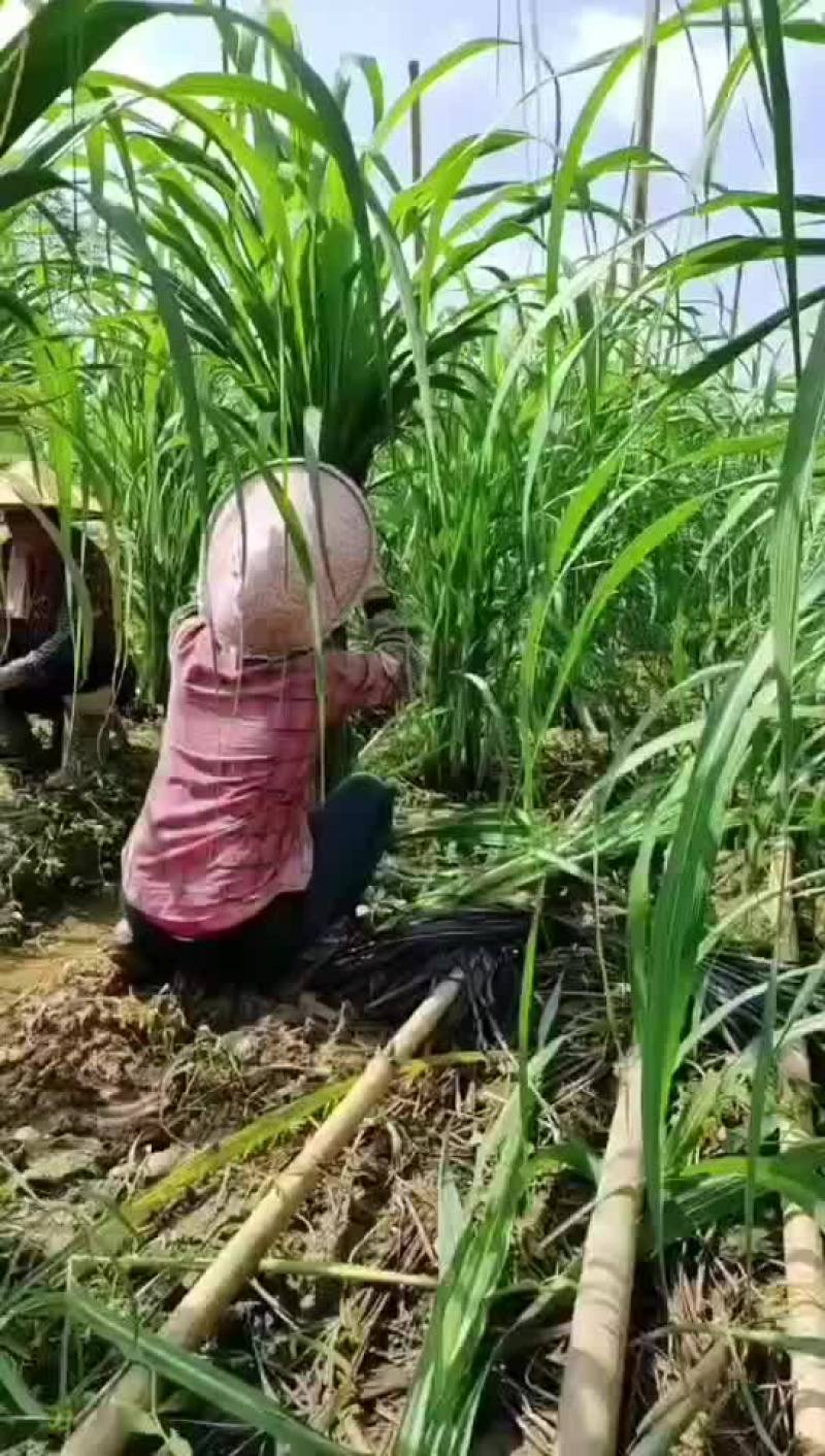 风雨过后，我家玻璃脆白玉甘蔗可以包第一道了，邀您共同见证