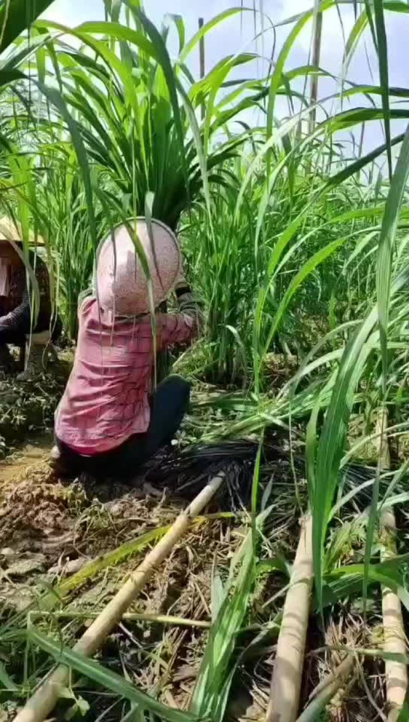 风雨过后，我家玻璃脆白玉甘蔗可以包第一道了，邀您共同见证