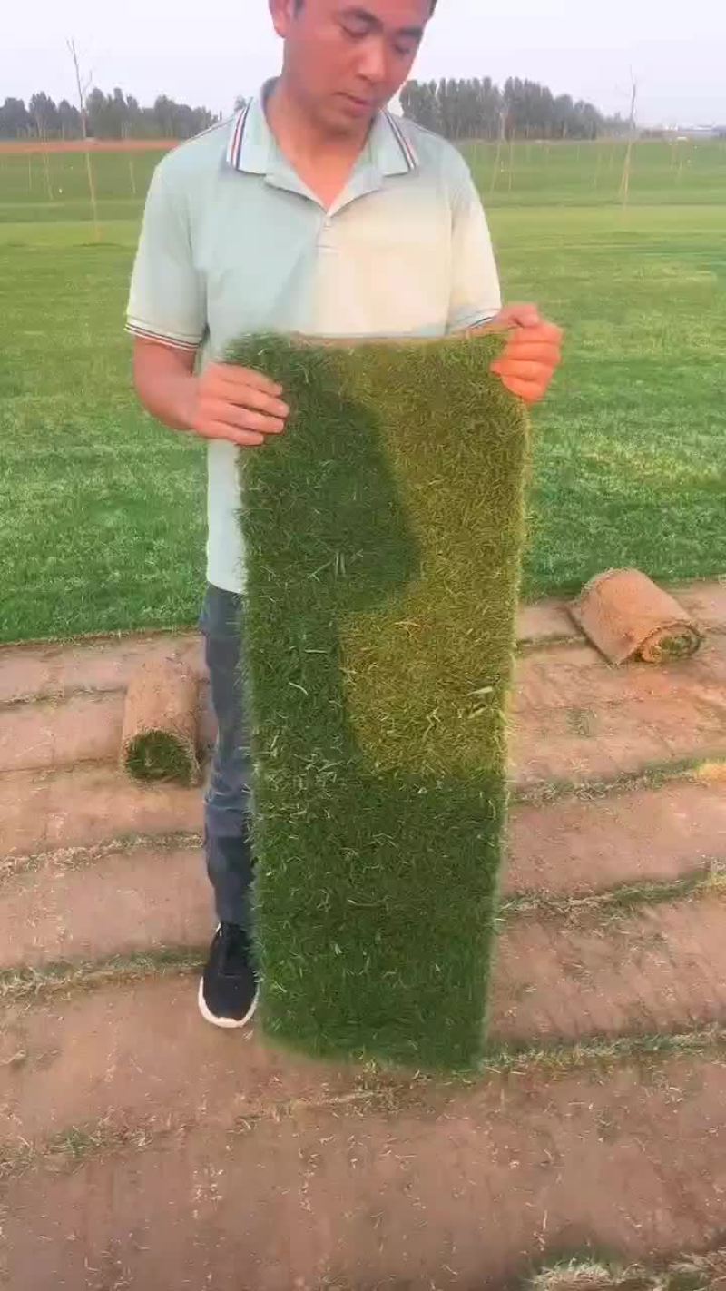 草坪特价处理