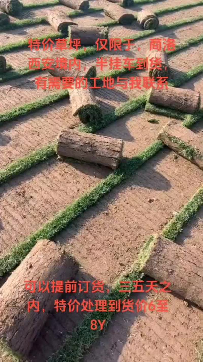 草坪特价处理
