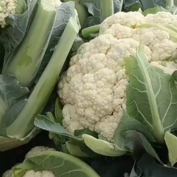 散花