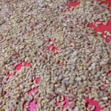 鸡腰子