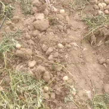 沃土五号