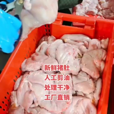 鲜品猪肚，无油精品，全国发货，价格美丽，有需求来