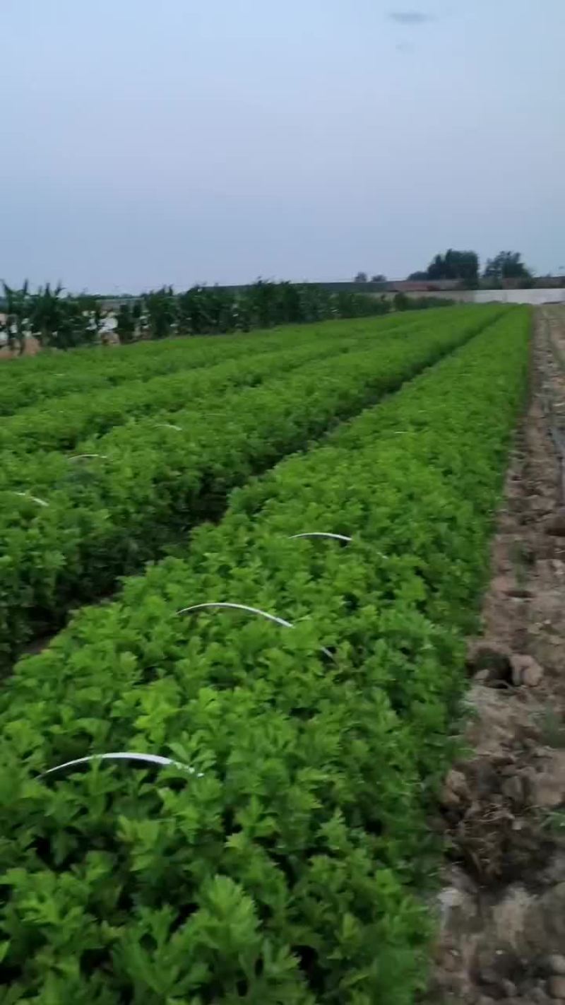 芹菜，皇后芹菜，苯芹菜大量有货
