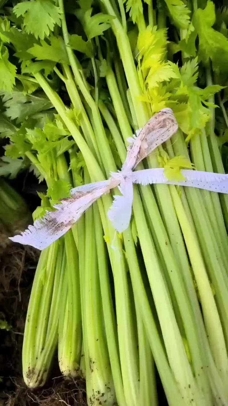 芹菜，皇后芹菜，苯芹菜大量有货