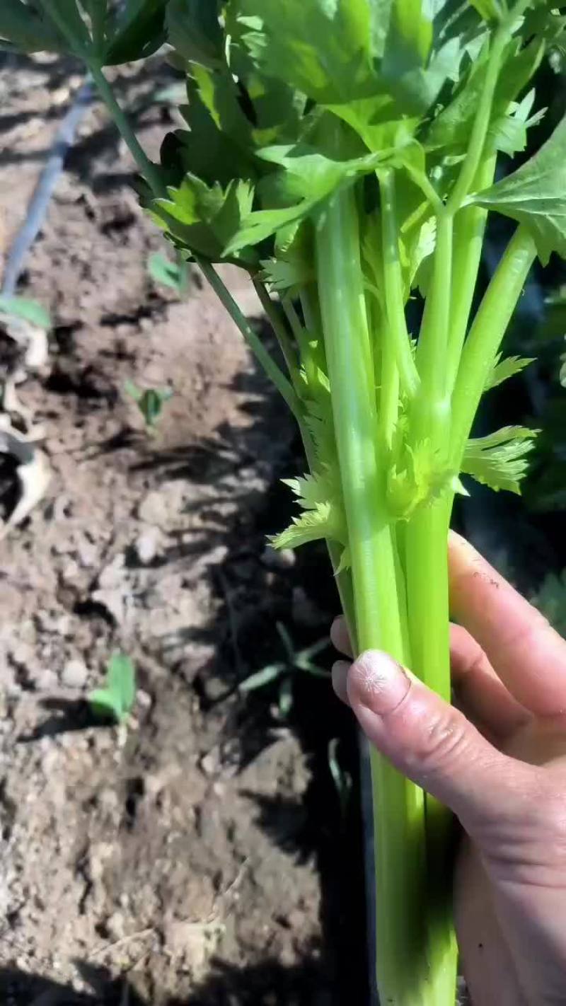 芹菜，皇后芹菜，苯芹菜大量有货