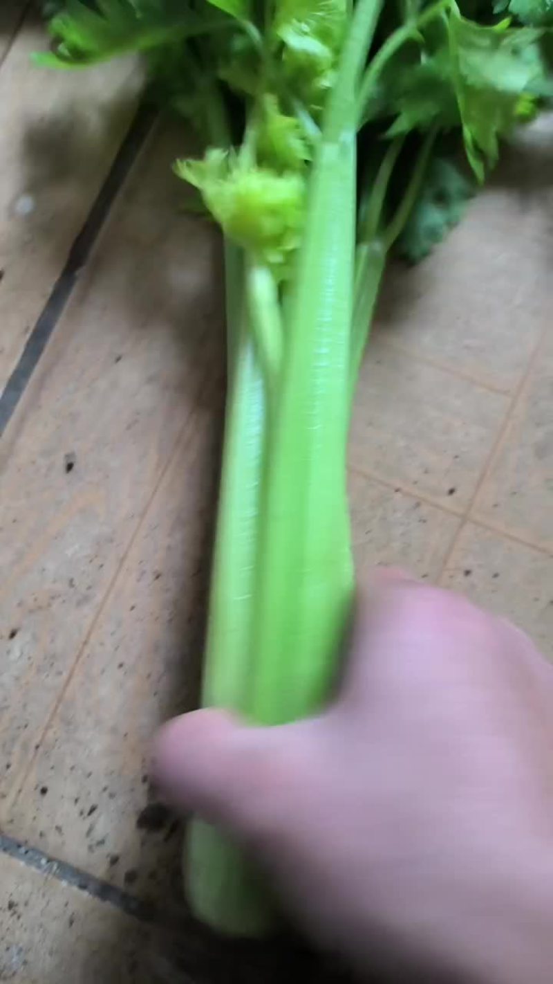 芹菜，皇后芹菜，苯芹菜大量有货