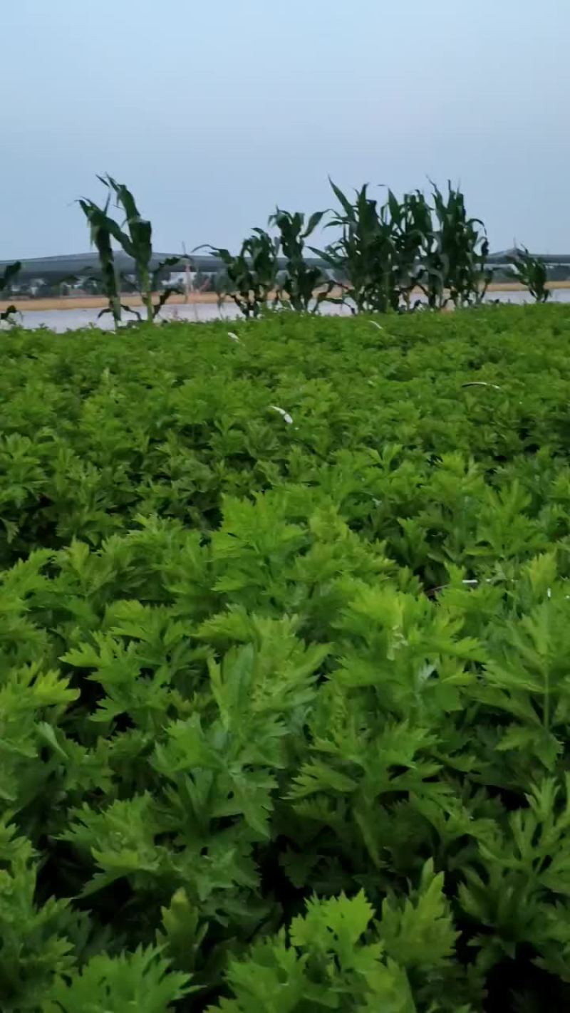 芹菜，皇后芹菜，苯芹菜大量有货