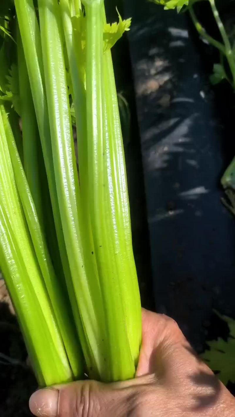 芹菜，皇后芹菜，苯芹菜大量有货
