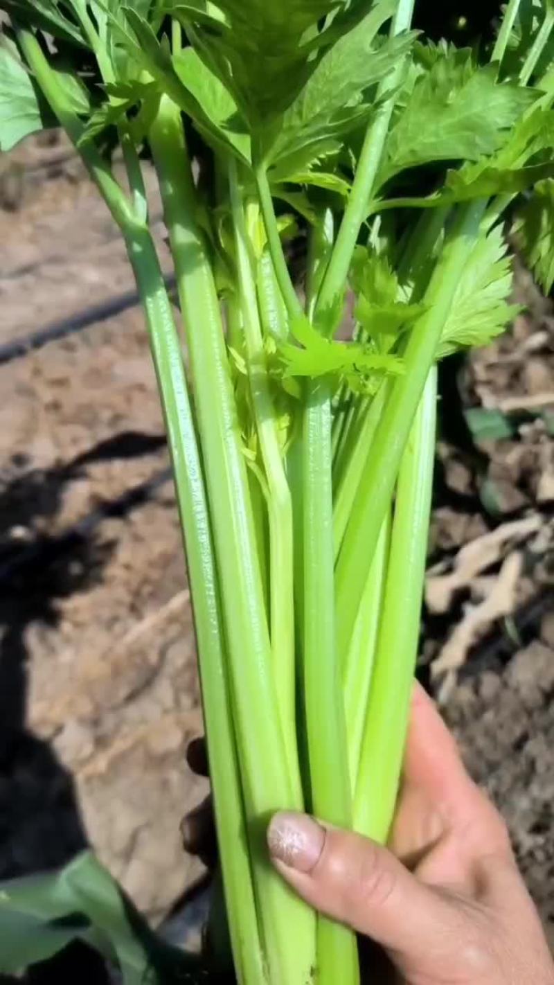 芹菜，皇后芹菜，苯芹菜大量有货