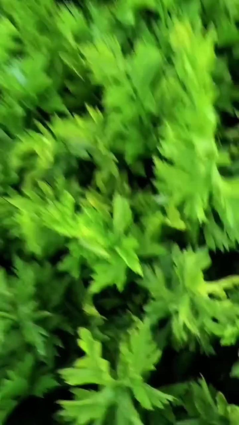 芹菜，皇后芹菜，苯芹菜大量有货