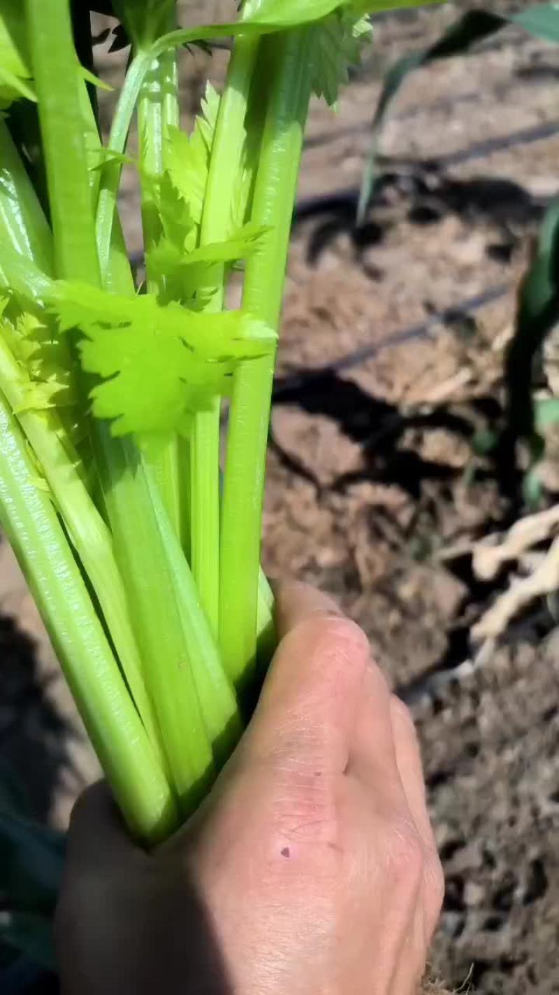 芹菜，皇后芹菜，苯芹菜大量有货