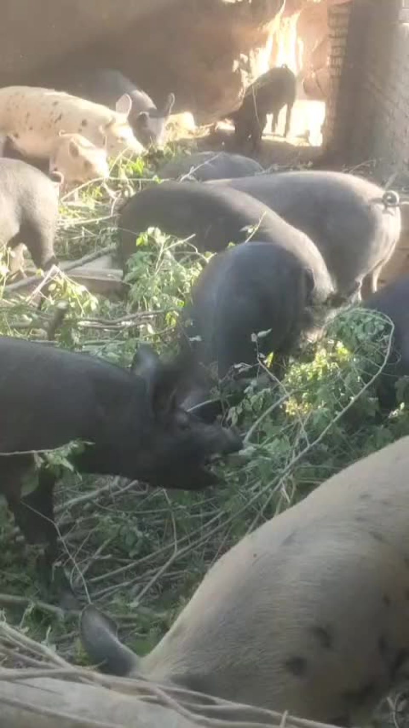 山上放养的黑猪