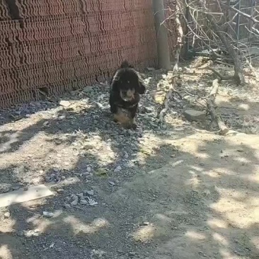 原生态藏獒犬，公母都有，欢迎选购，三针疫苗齐全，三个半月