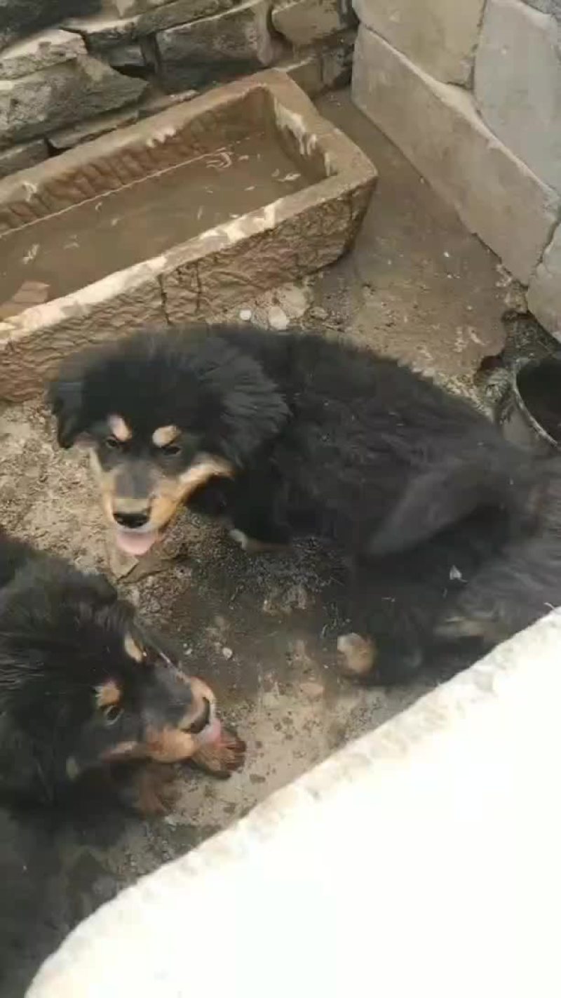 原生态藏獒犬，公母都有，欢迎选购，三针疫苗齐全，三个半月