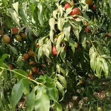 黄油桃