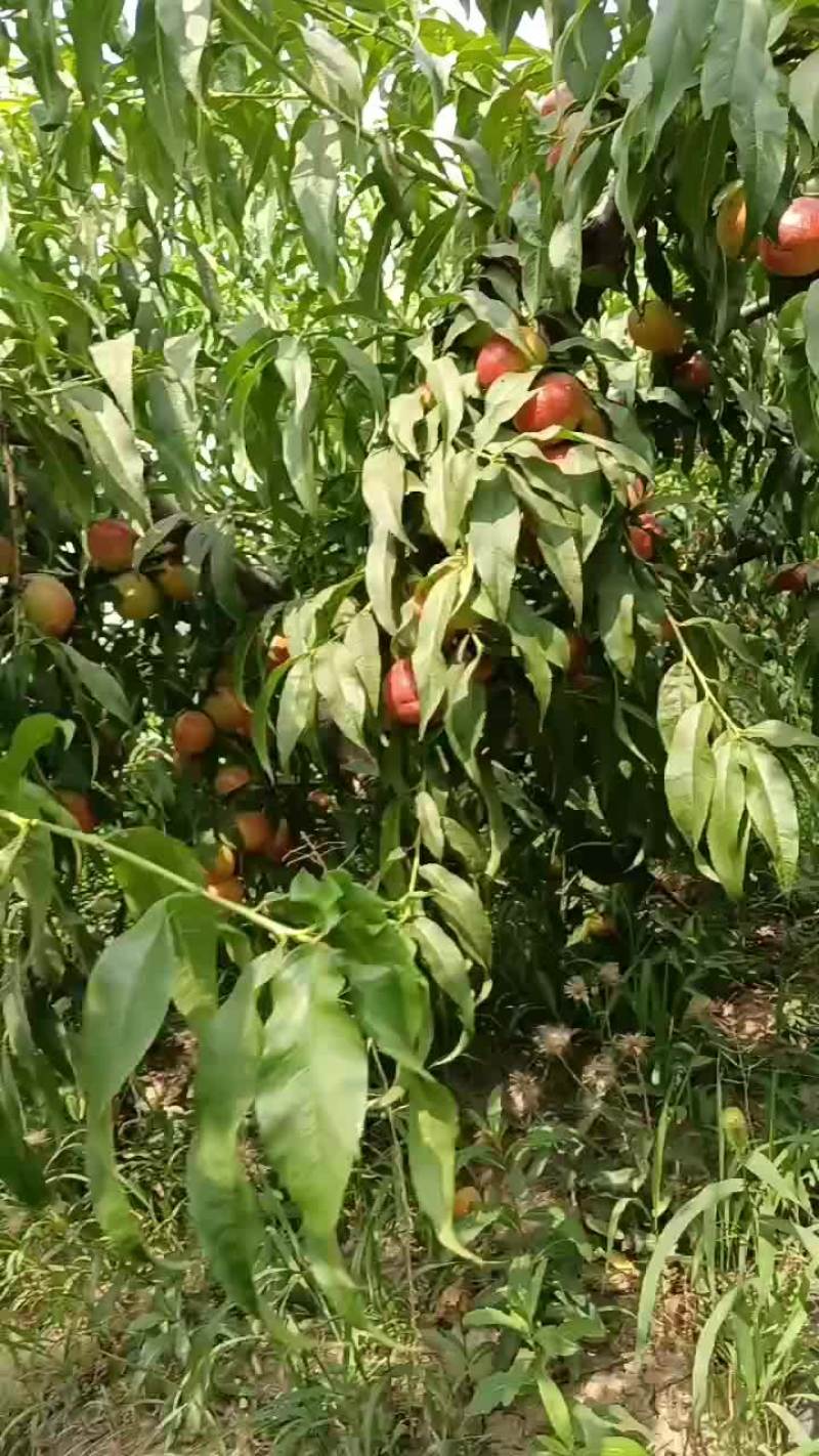 黄油桃
