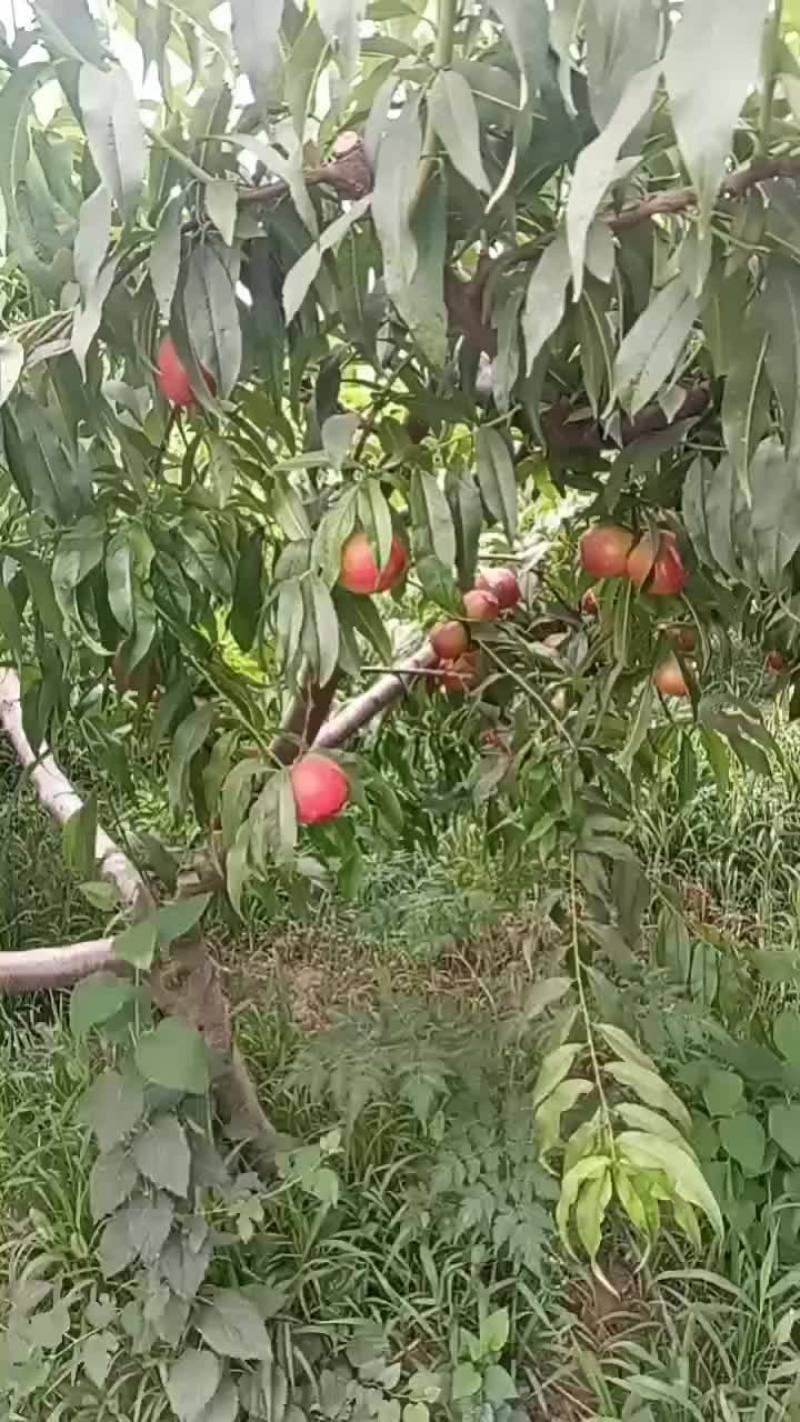 黄油桃