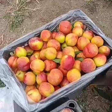黄油桃