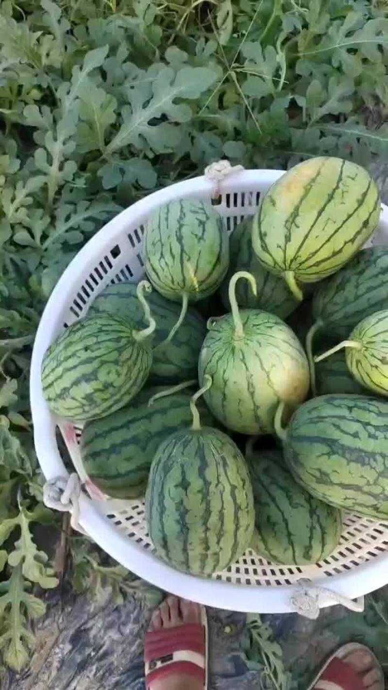 早春口口脆