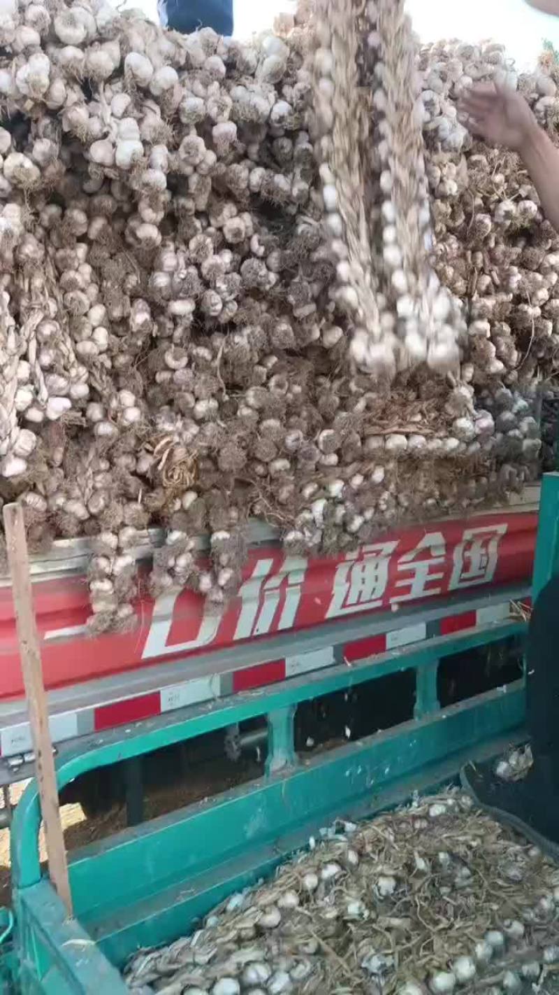 辫子蒜