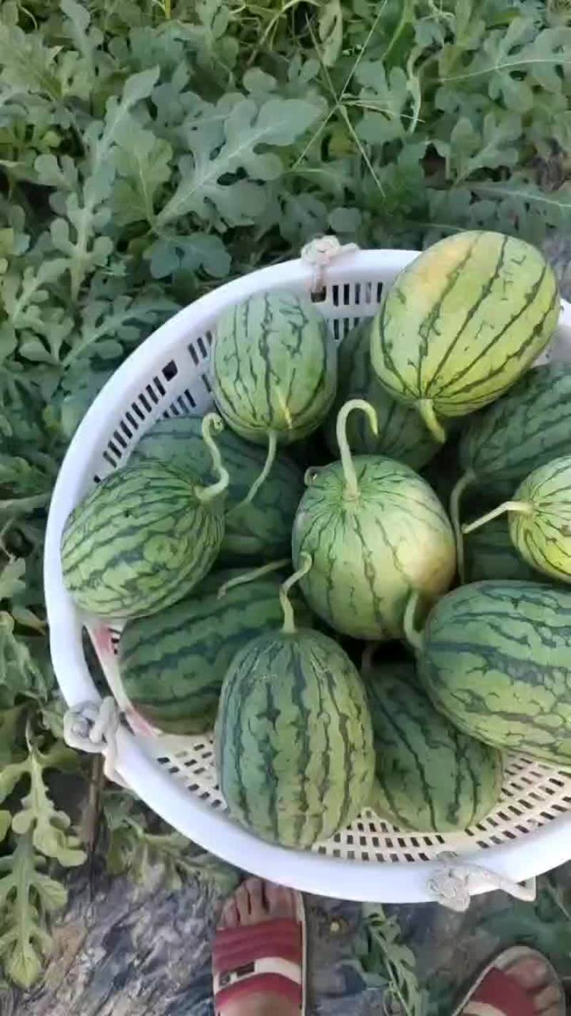 早春口口脆