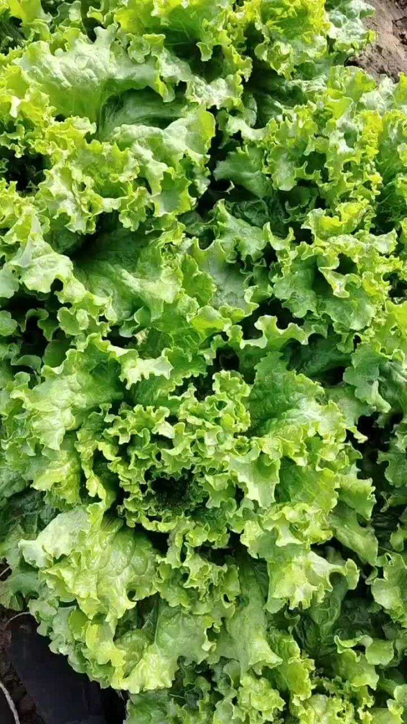 应季蔬菜大量上市中