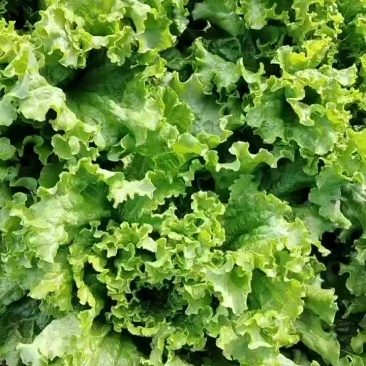 应季蔬菜大量上市中